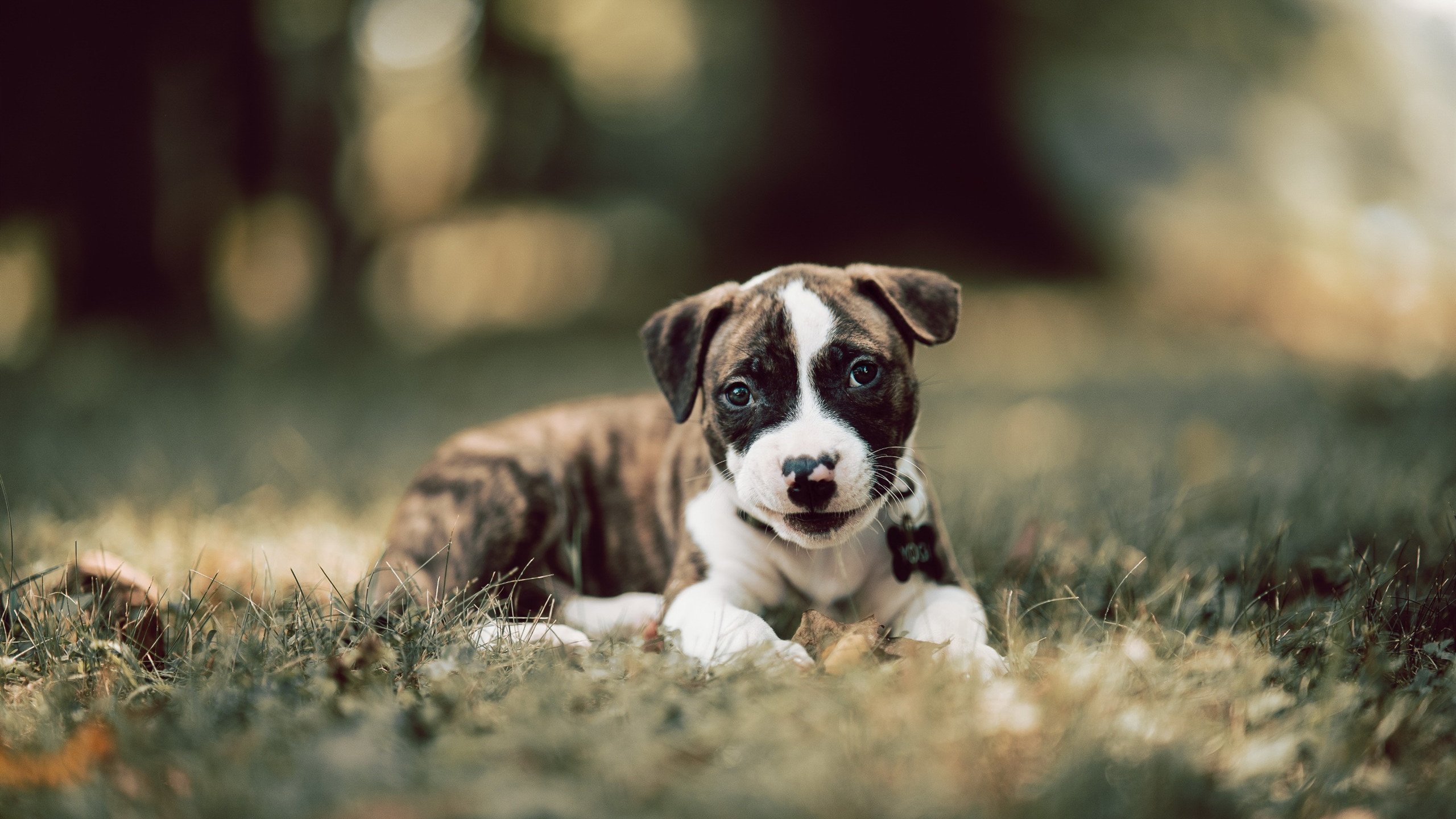 魔法还是魔术？保罗跨界高光表现助魔术横扫山东