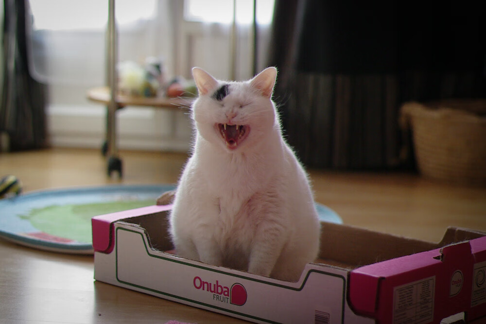 年终总决赛巅峰对决，鲁德关键制胜力克拉沃尔杯劲敌