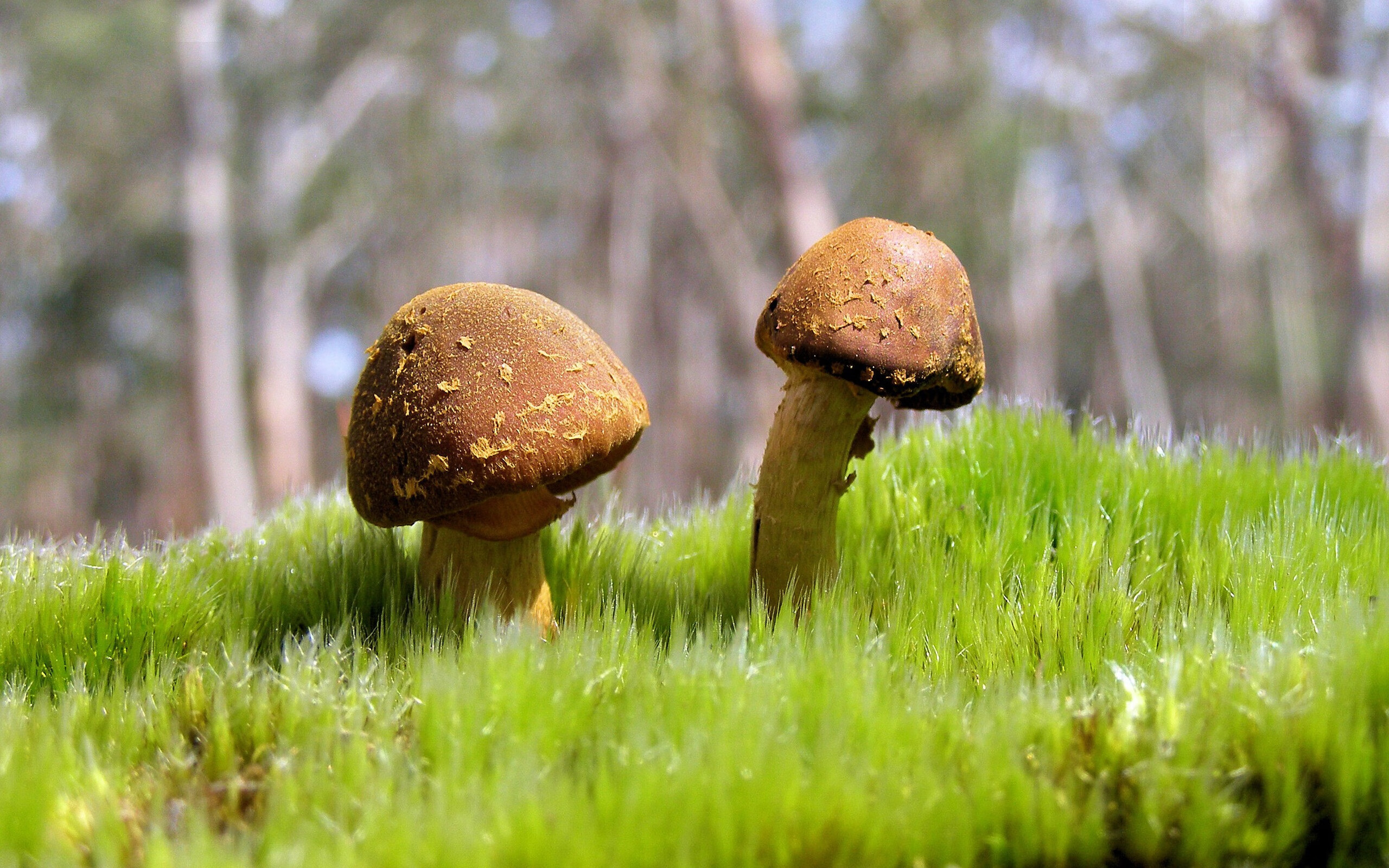 青岛队力克公牛，塔图姆闪耀全场，一场意想不到的对决