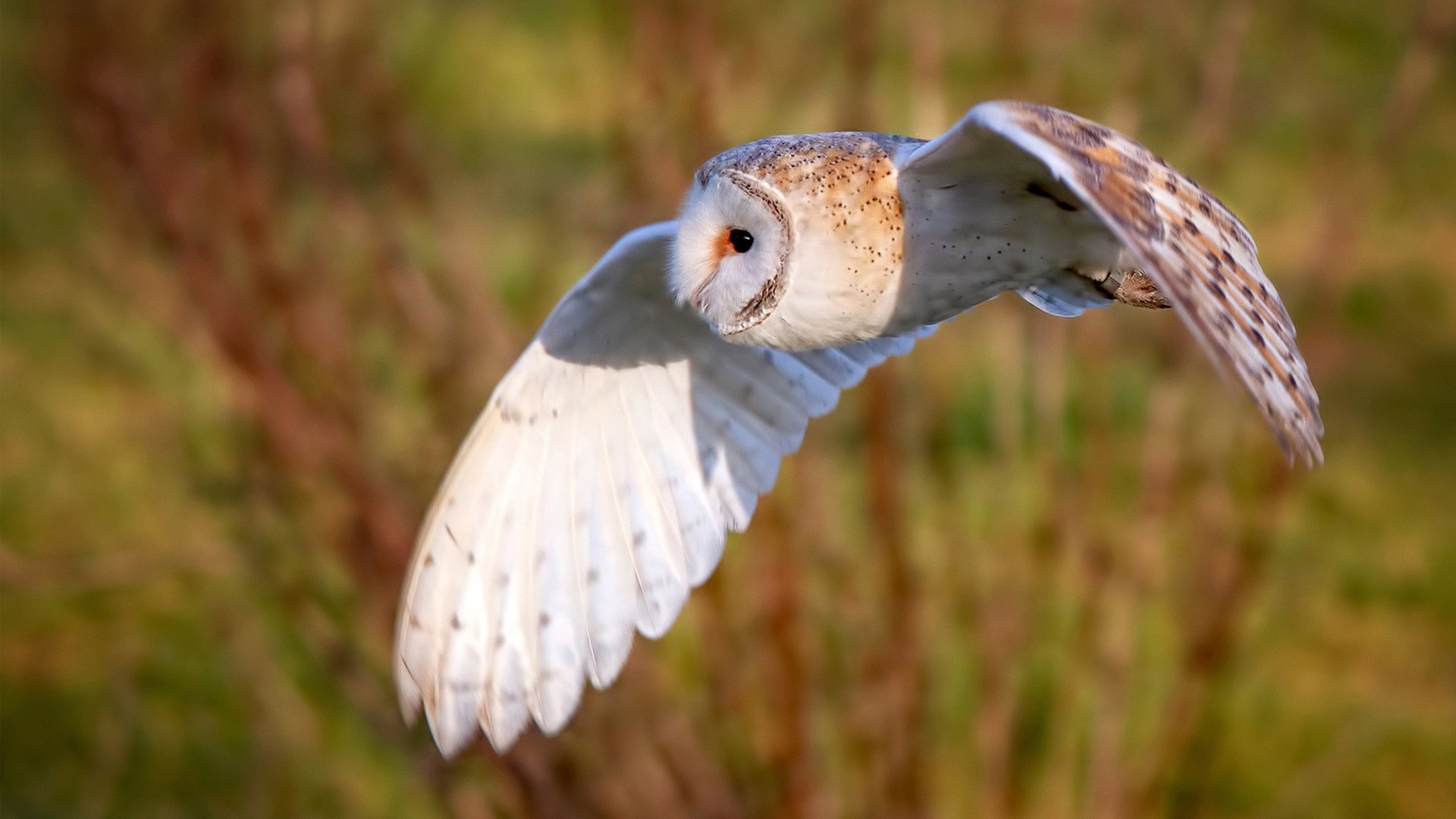 宿命与魔法,当绝杀成为唯一解药