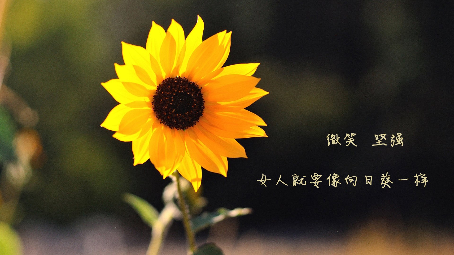 奇迹之夜！佩德里魔术激活沉睡雄狮，勒沃库森绝境翻盘书写北欧逆袭诗篇