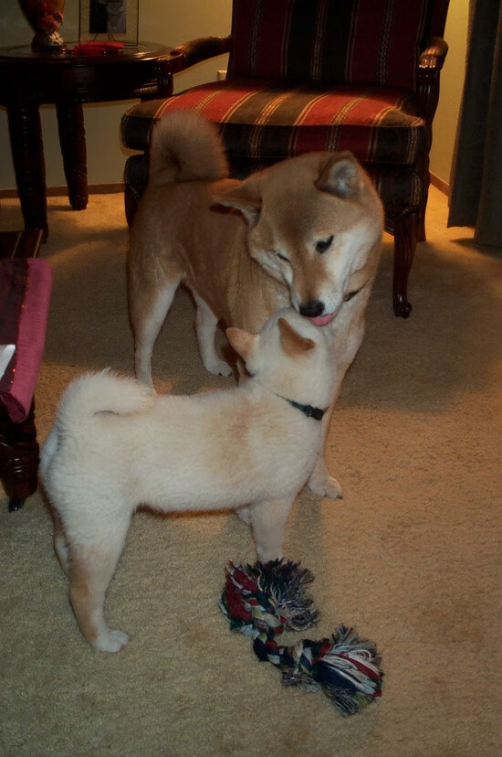 当塞内加尔元素碰撞法甲豪门，一场友谊赛中的穆勒式冠军演出