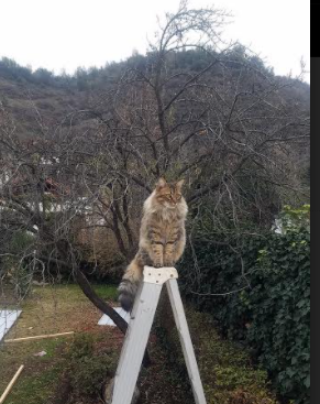 跨界烽火，当活塞的钢铁洪流席卷湖人，利拉德已在英超赛场加冕为王