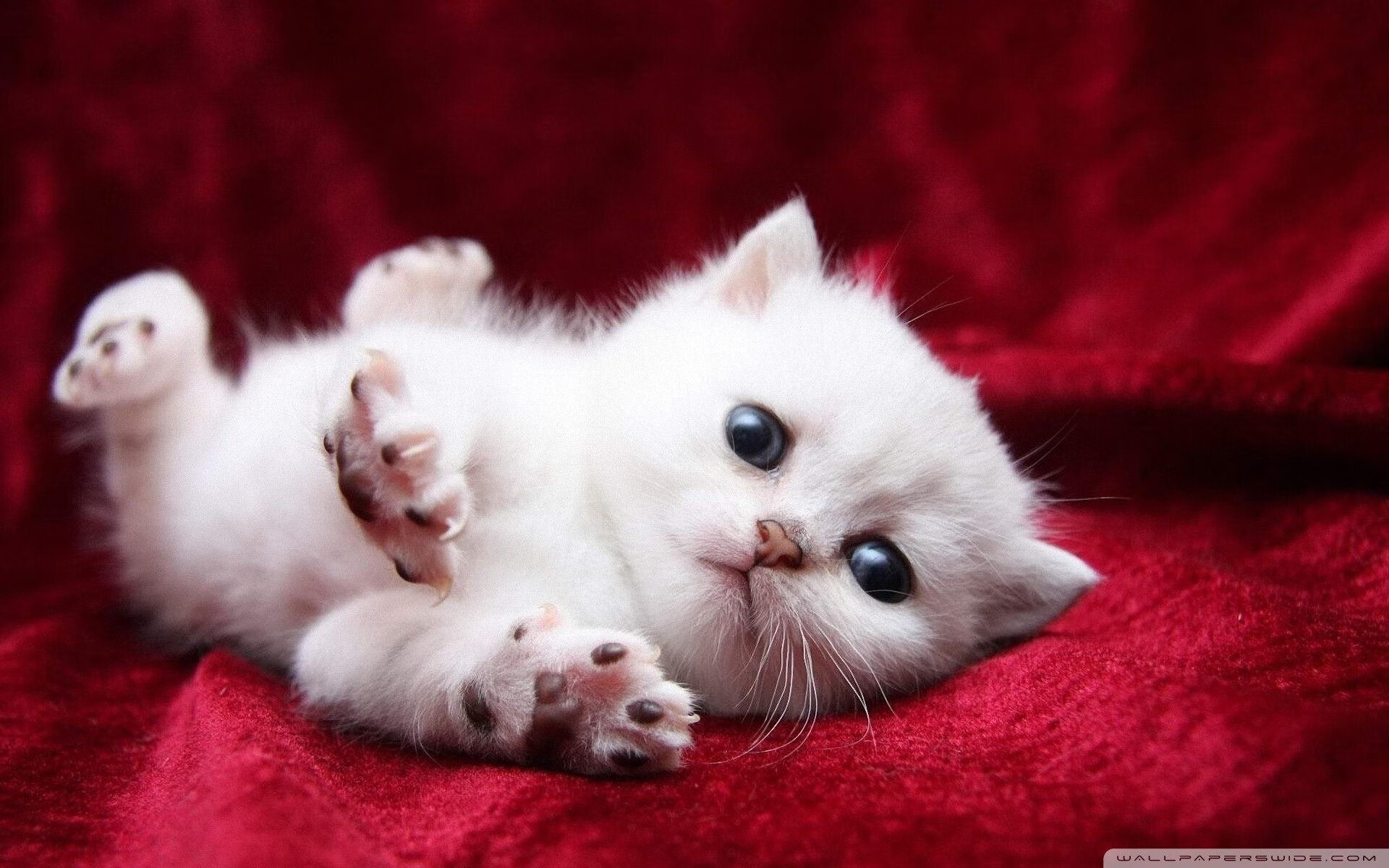 闪电与流水，巴拉圭绝杀之夜，久保建英的无声音乐会