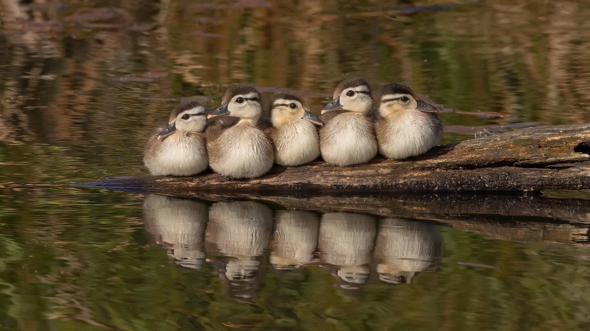 双维度解析，莫兰特的个体统治力与掘金的体系压制术