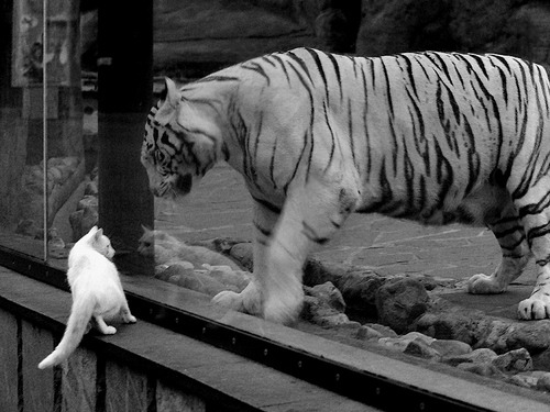 冰雪与黄沙的角力，赖斯一锤定音，挪威险胜阿尔及利亚