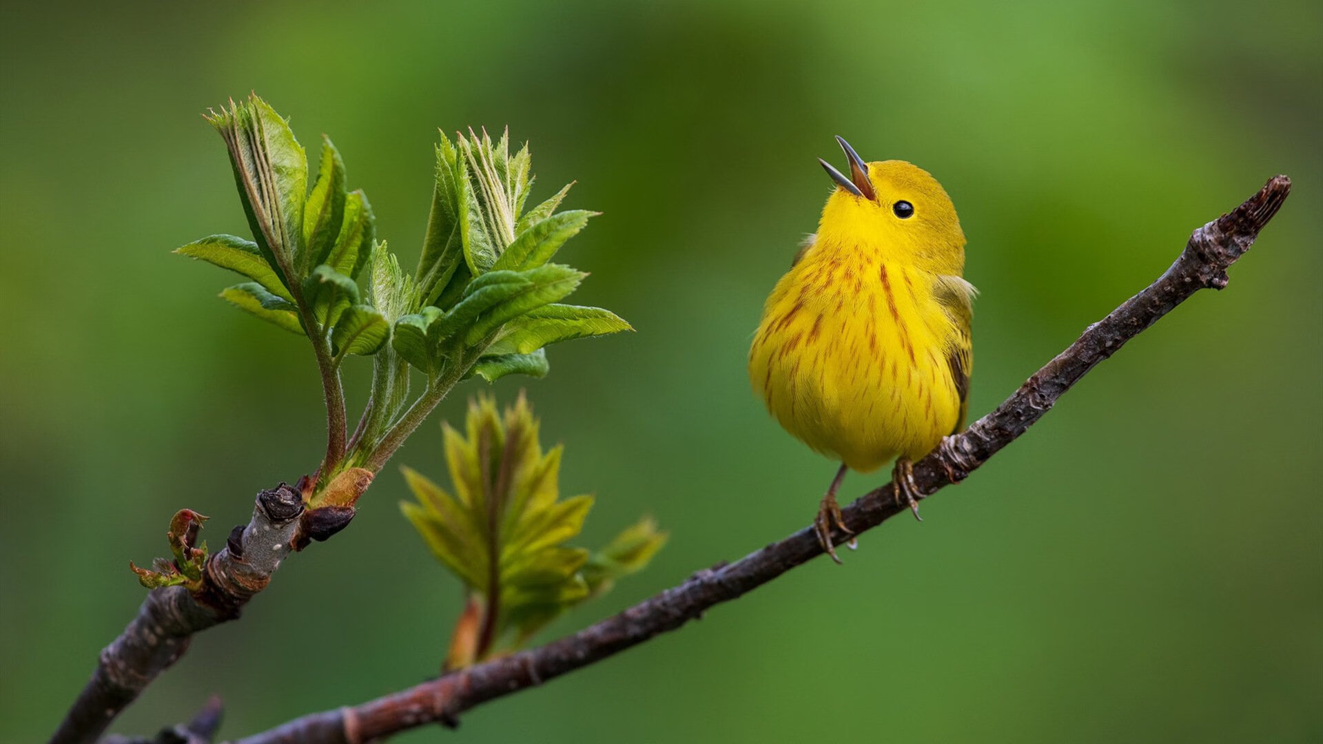 老鹰利爪撕裂火箭引擎，水晶宫爆冷阻击曼城，英超争冠天平倾斜