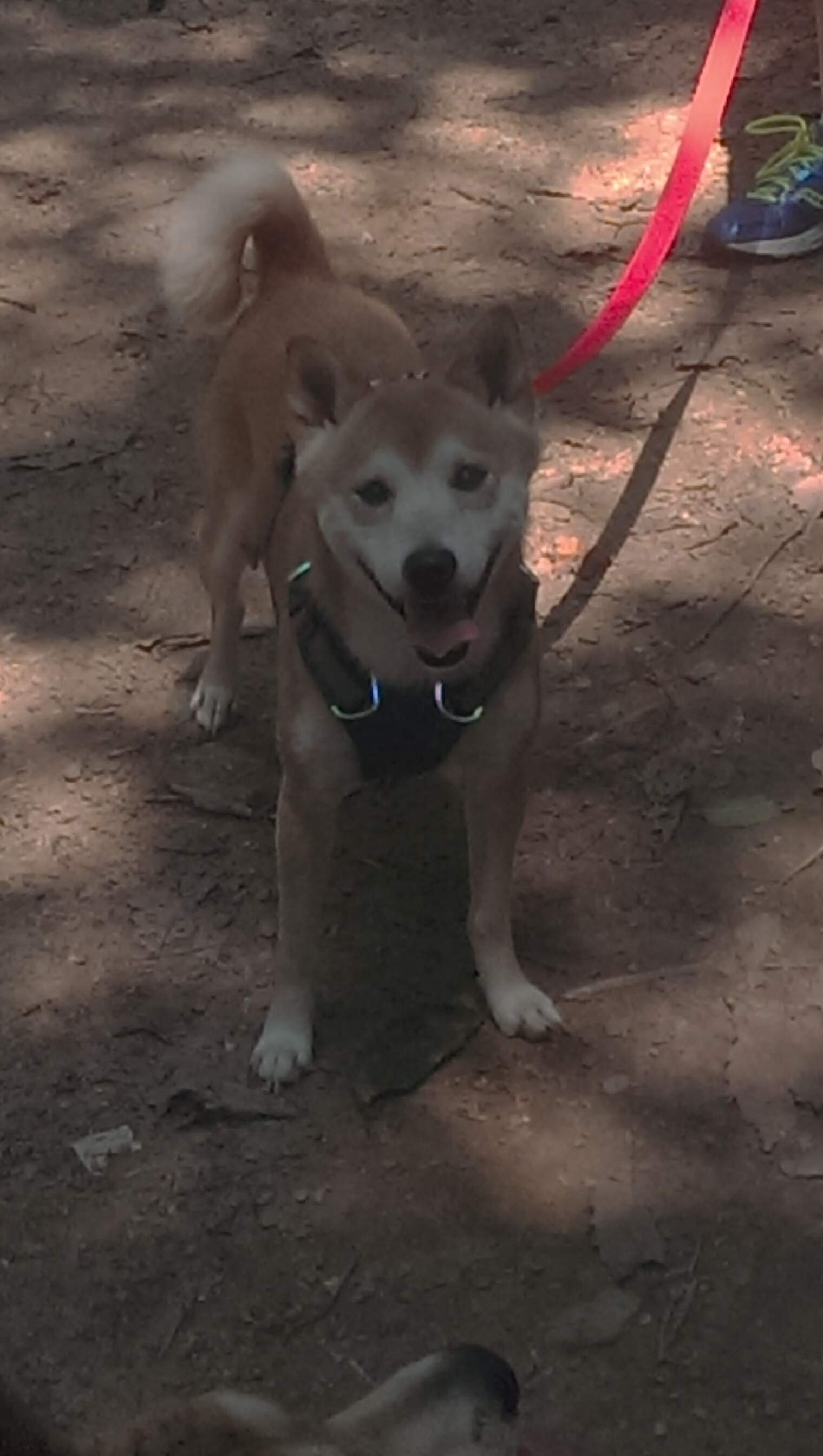 东决关键战焦点，拉齐奥火力全开，压制西班牙劲旅