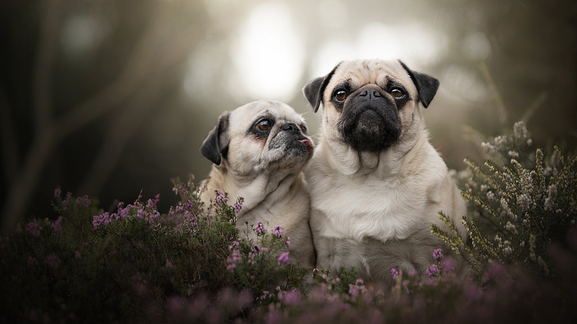 瑞士军刀的利刃，劳塔罗如何成为冲垮希腊神话的关键先生