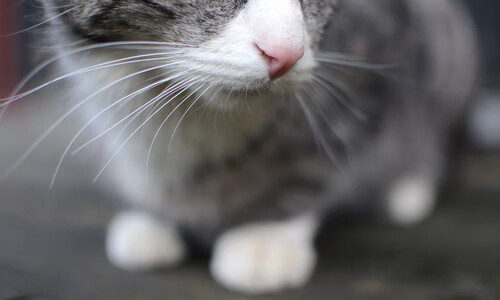 爱游戏体育-背对加速的世界，德罗赞用过时的节奏，为爵士与鹈鹕之战按下暂停键