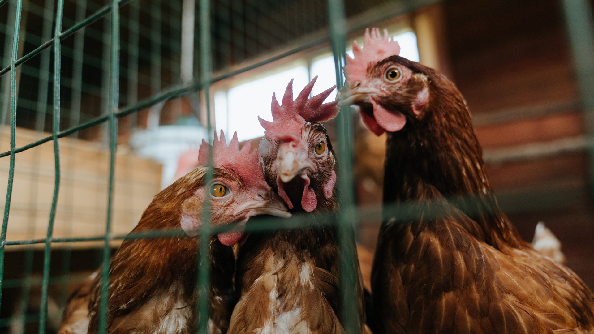 年轻雷霆踏过喧嚣，掀翻公牛迈入新纪元