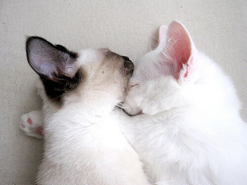 鹈鹕惊涛粉碎上海,班凯罗37分封王硬仗