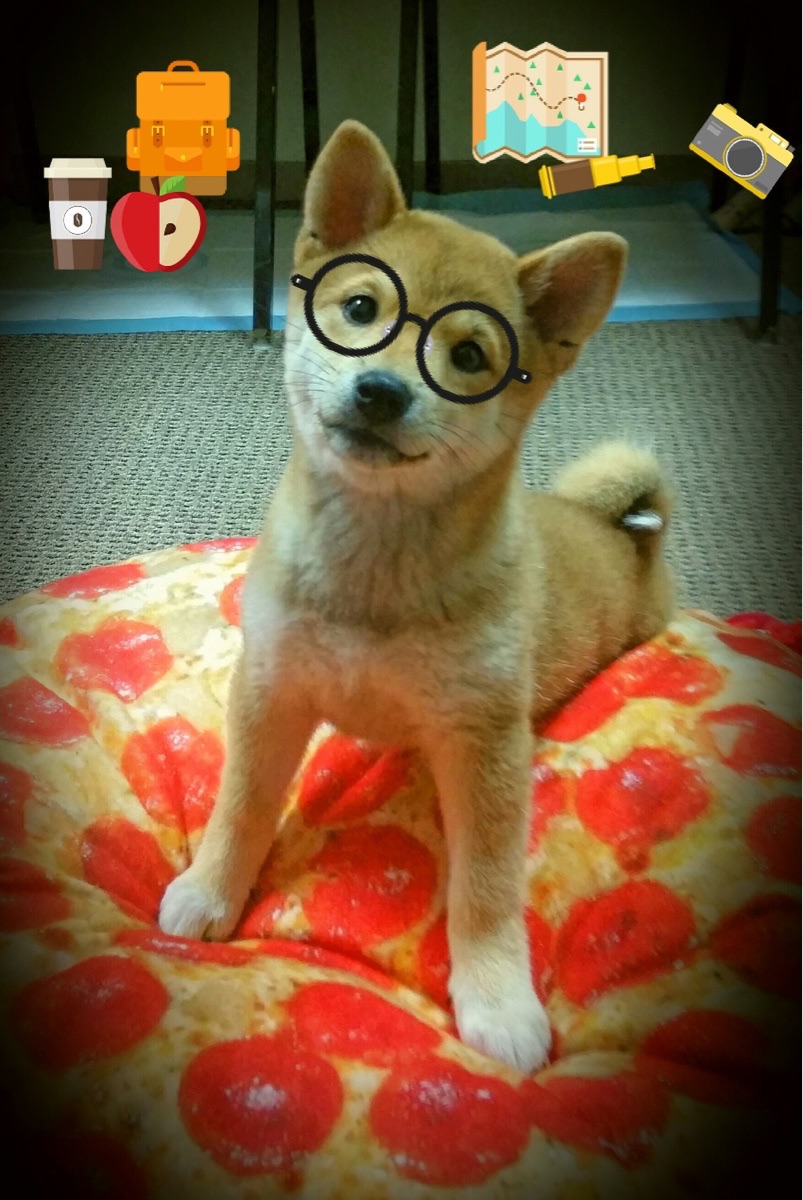 森林狼群撕破黄蜂防线，霍勒迪临危受命谱写关键先生传奇