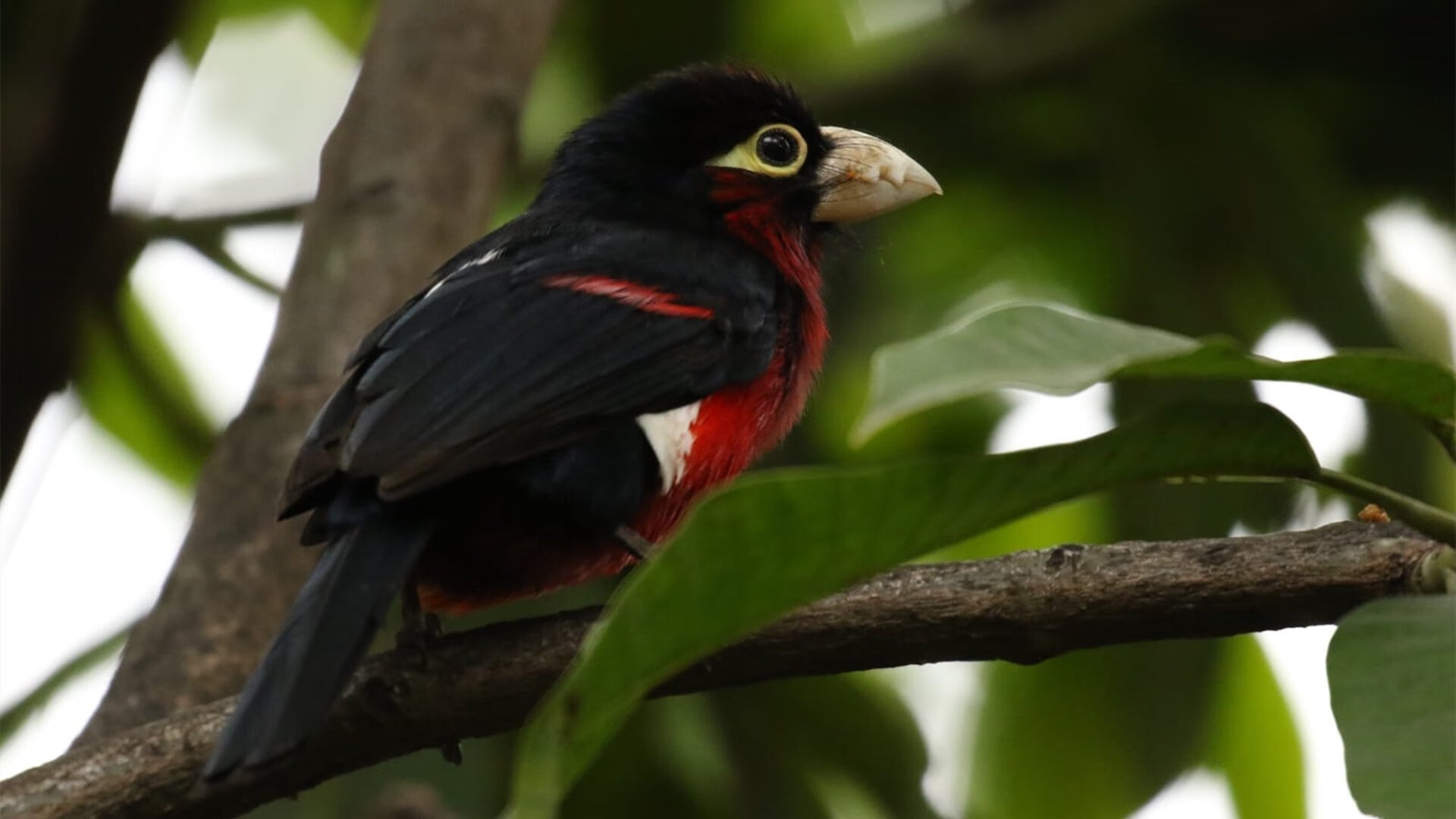 场边的节拍器,当范弗利特的稳定输出成为深圳狂胜的隐秘和弦