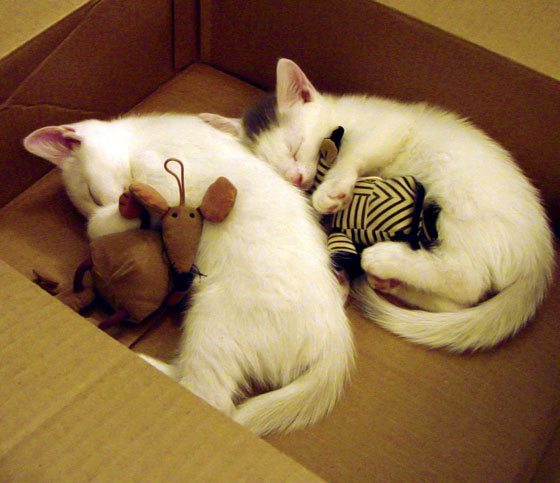 平行宇宙的抢七史诗，当克利夫兰骑士决战上海大鲨鱼