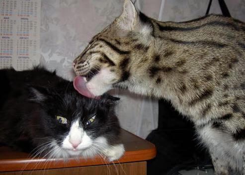 双线争冠,赛道嘶吼与球场锋芒的交响