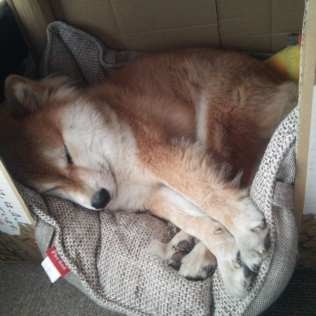 灰熊冲垮掘金，西亚卡姆接管比赛，季后赛的独特篇章