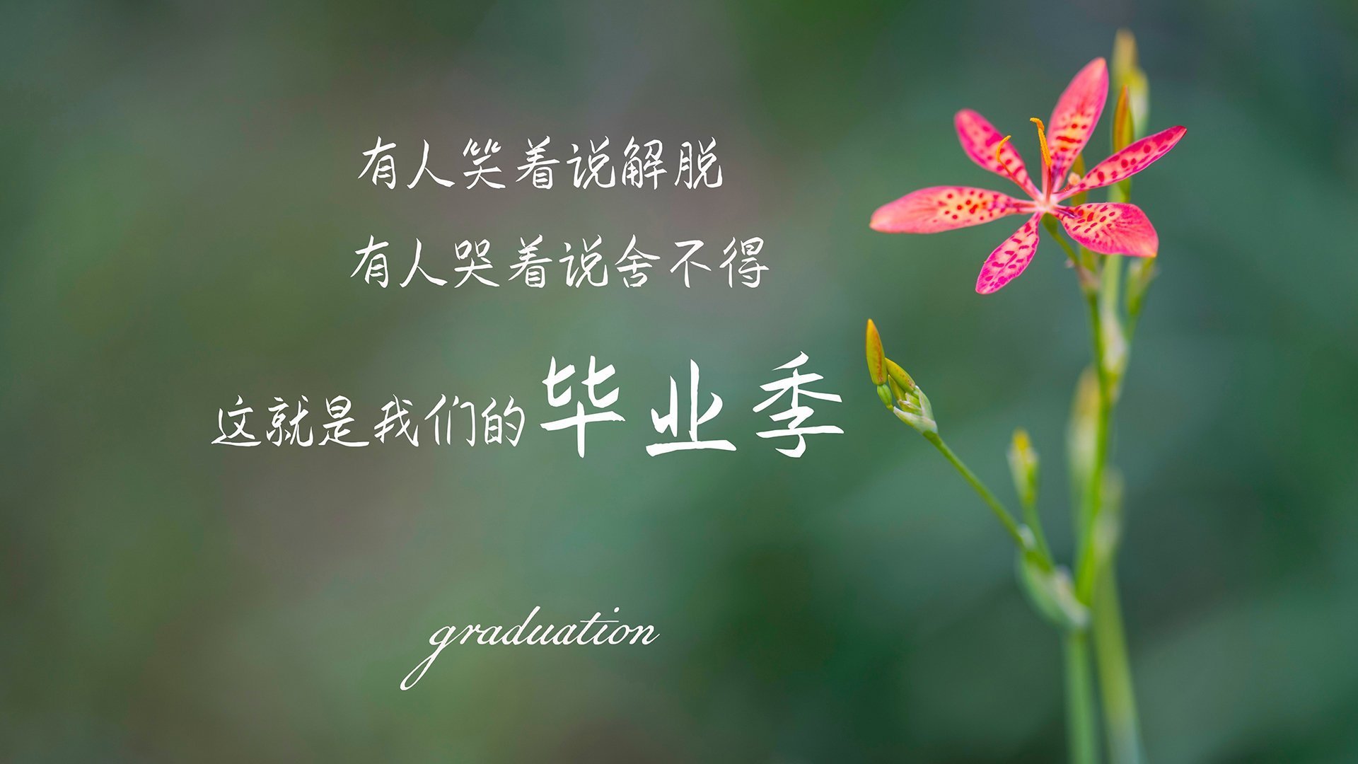 绿茵烽火映蓝天，2026世界杯D组生死战，厄瓜多尔一剑封喉，坎塞洛独舞闪耀全场
